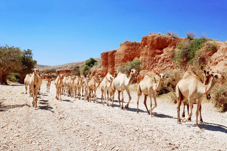 Somali camels in open dryland terrain.